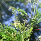 Acacia mearnsii Mimosa Fabaceae E E 226.jpeg